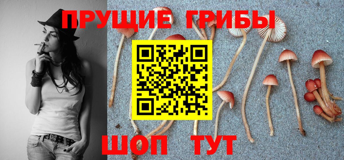 Псилоцибиновые грибы GOLDEN TEACHER  Галлюциногенные грибы Psilocybe  Зерноград  Вход с VPN 